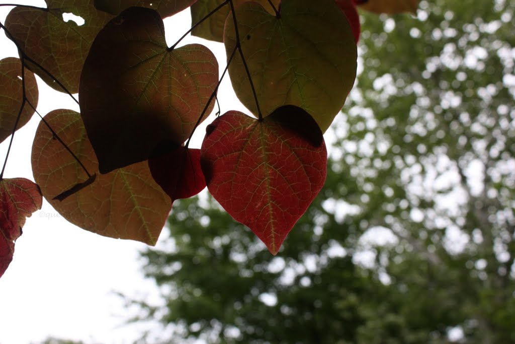 Dogwood+tree+leaves+turning+yellow