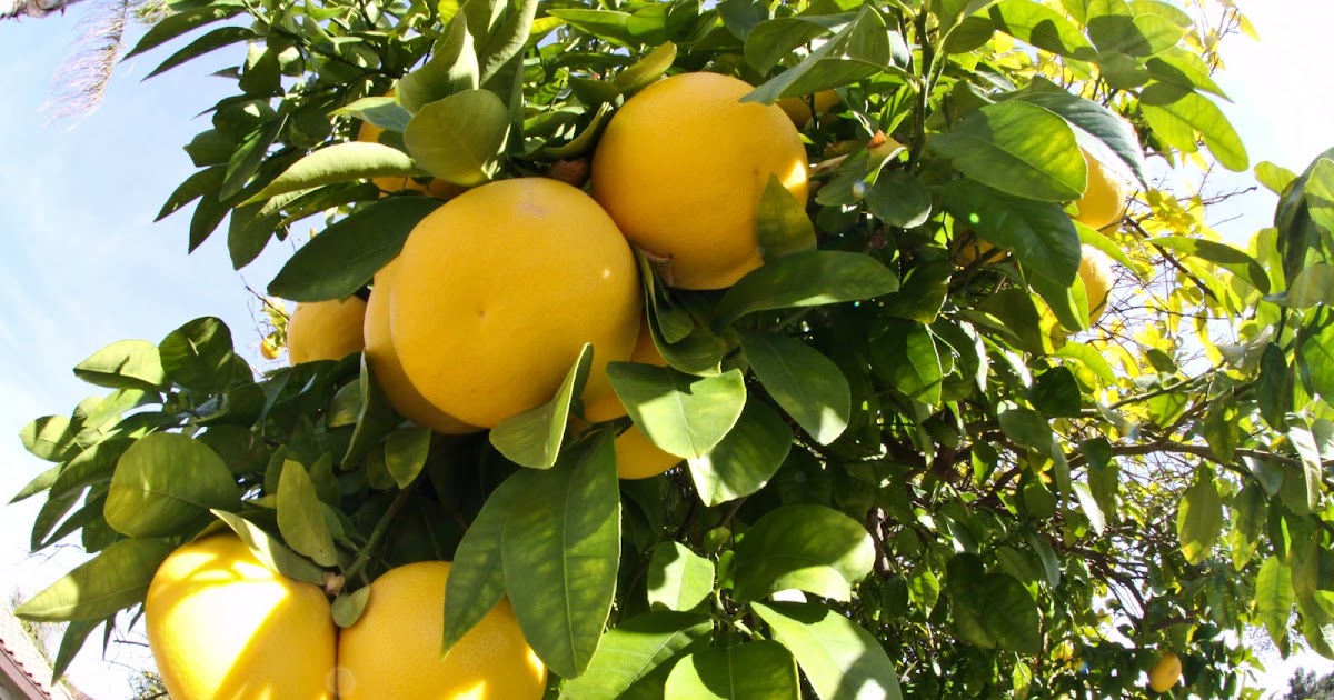 Walking Arizona Nothing like Arizona grapefruit...