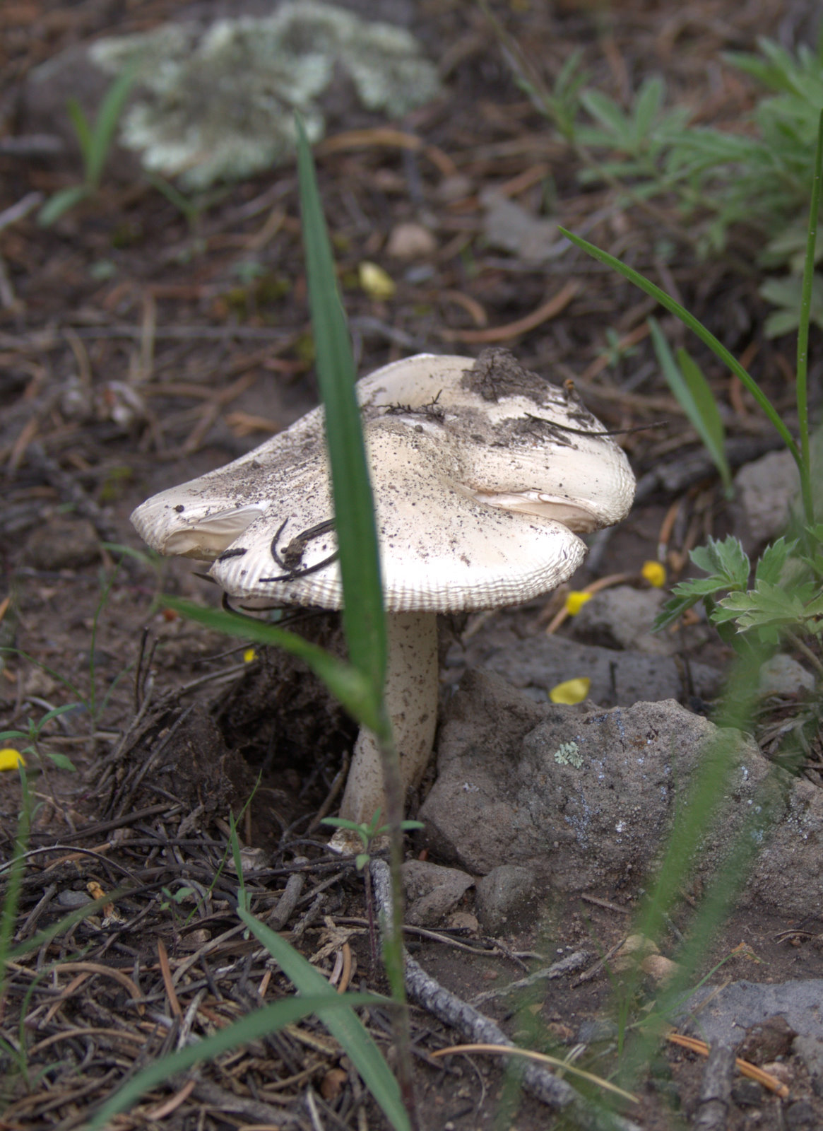 Walking Arizona Mushrooms, Toadstools and Fungus in Arizona?