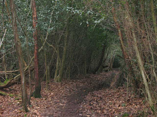 Woods near Westerham