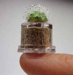 Micro Plants