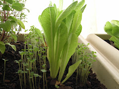 Rocket seedlings and cos lettuce
