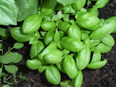basil growing in the little herb garden