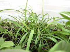 lemongrass