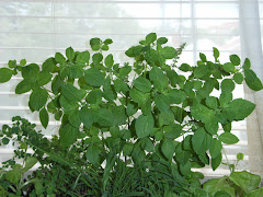 Perennial Basil
