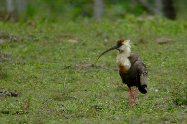 Trend Burung Part 3 Birding Guyana Flying To The Interior