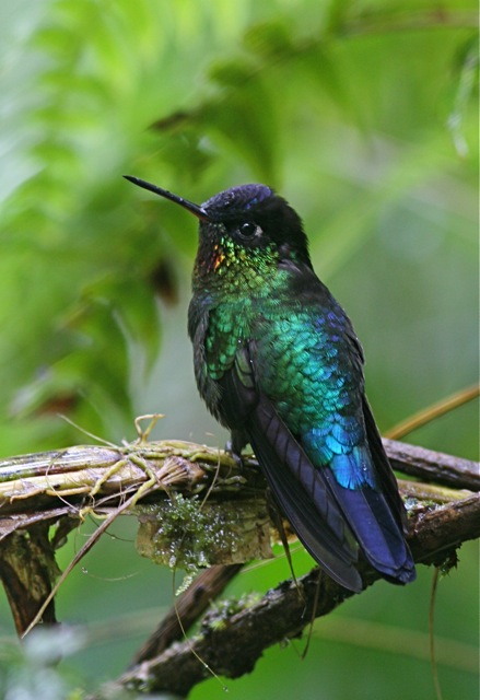 [FieryThroatedHummingbirdMale.jpg]