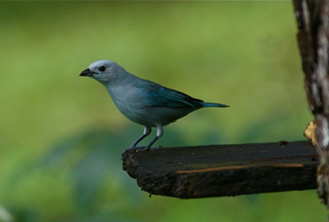 [BlueGrayTanager1.jpg]