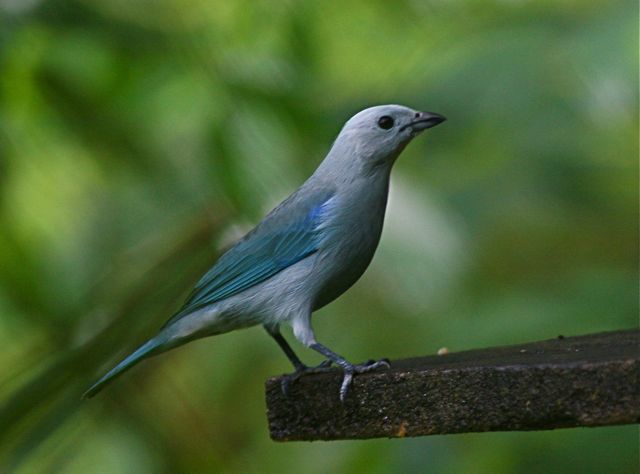 [BlueGrayTanager3.jpg]