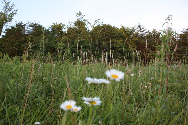 [DaisiesTrees.jpg]