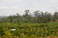 oil palm estate