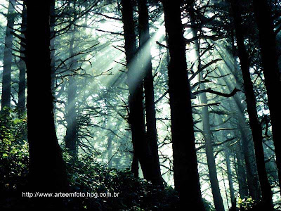 Frase de Leonardo da Vinci - natureza