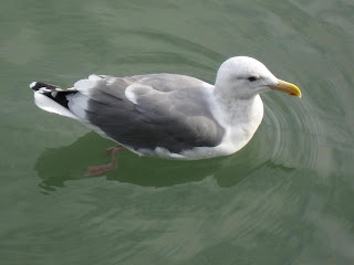 At San Fran Bay