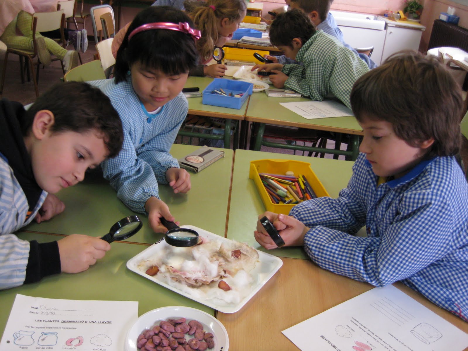 [projecte+germinació+llavors+027.jpg]