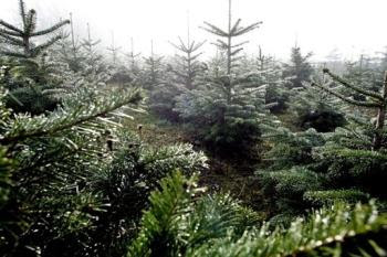 Researchers in Sweden have found a spruce that is 9,550 years old