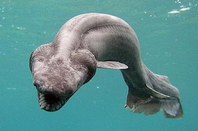 A Rare Prehistoric Shark 03