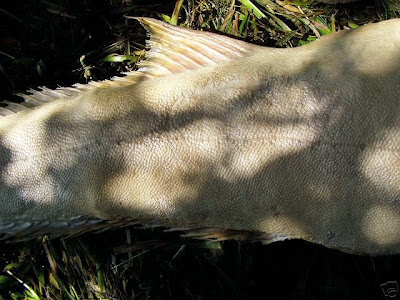 MERMAN FOUND IN PARAVOOR COCHIN, KERALA 07