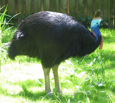 World 80 99 most dangerous bird 01