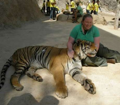 Temple of Tigers 02