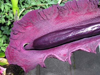 The World's Most Unusual Plants and flowers 04