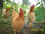 Buddy the Chicken 2009