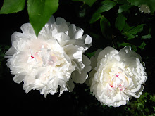 peony