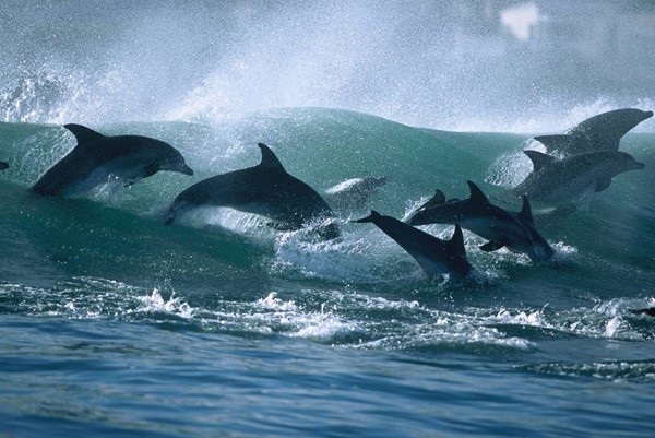 [Dolphins_11.jpg]