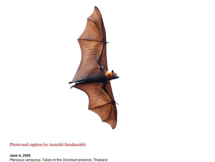 [bat.jpg]