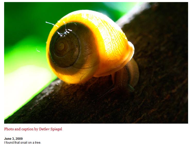 [snail2.jpg]