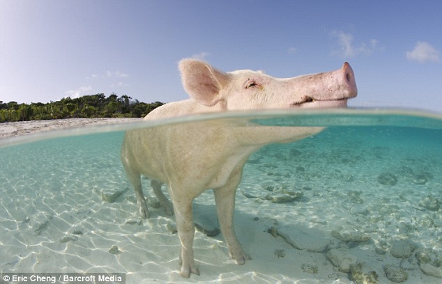 [swimming+pig.jpg]