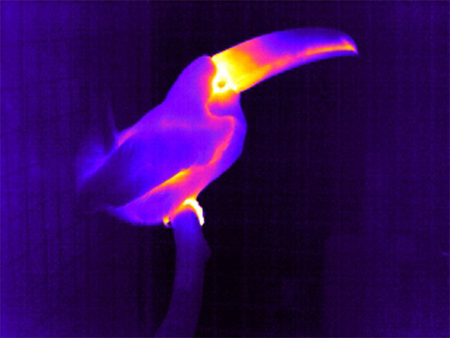 [090723-infrared-toucan-02.jpg]
