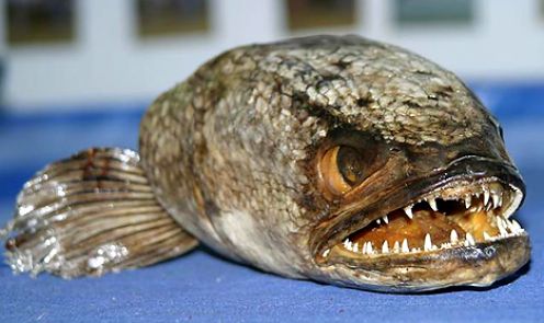 [snakeheadfish.jpg]