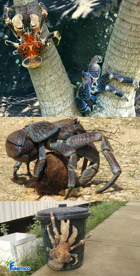 [Giant+coconut+crab.jpg]