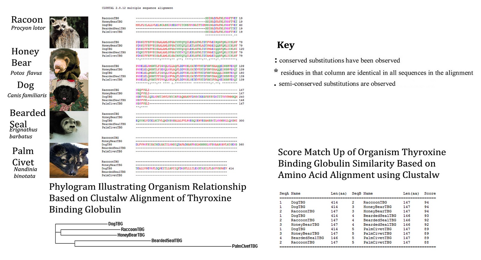 Thyroxine Binding Globulin