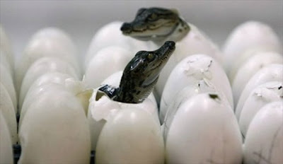 baby alligator