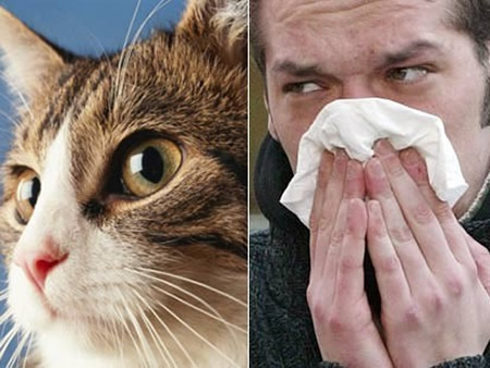 images of cats. Do You Have an Allergy to Cat