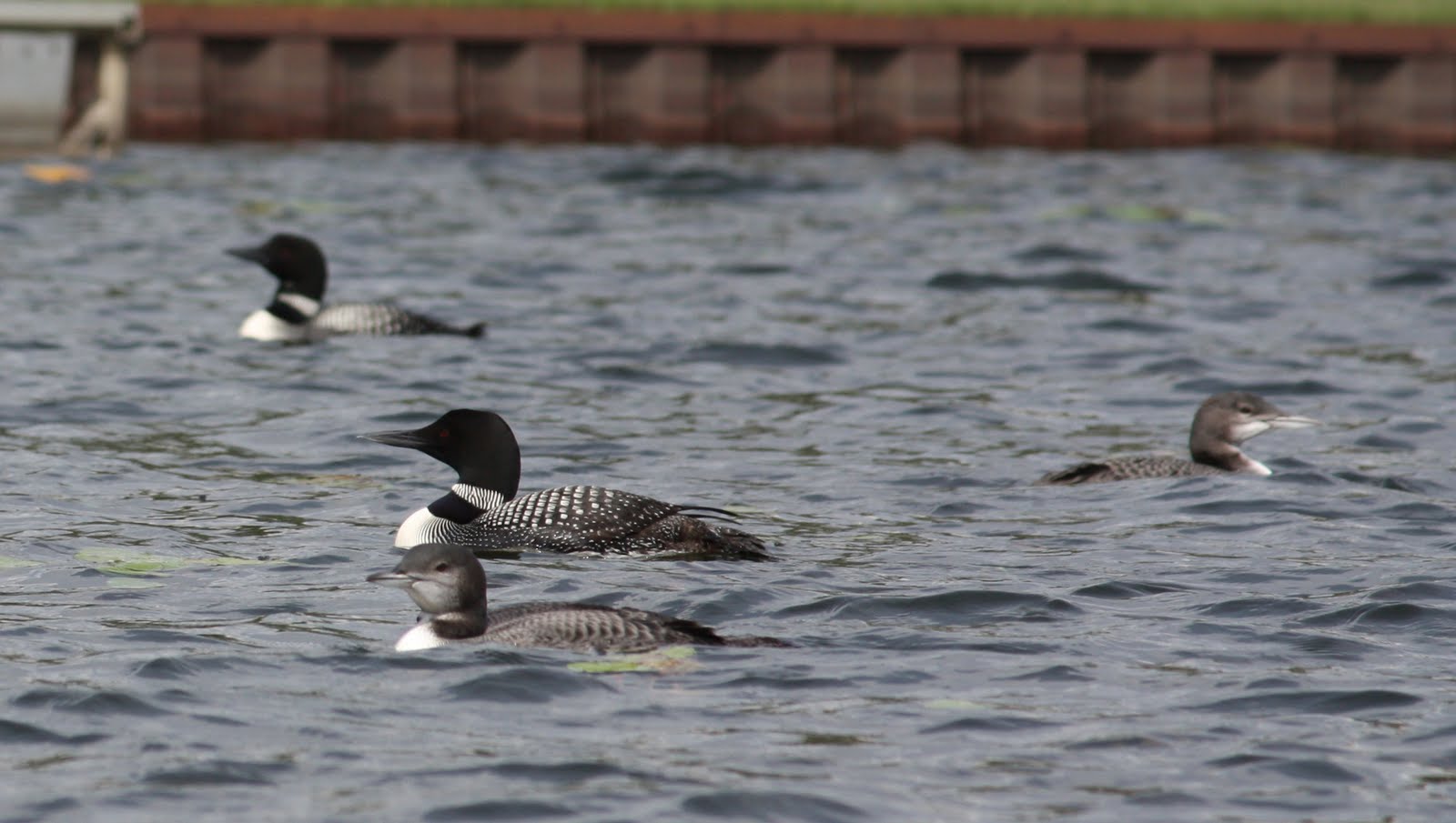 Four Loons on the Lake