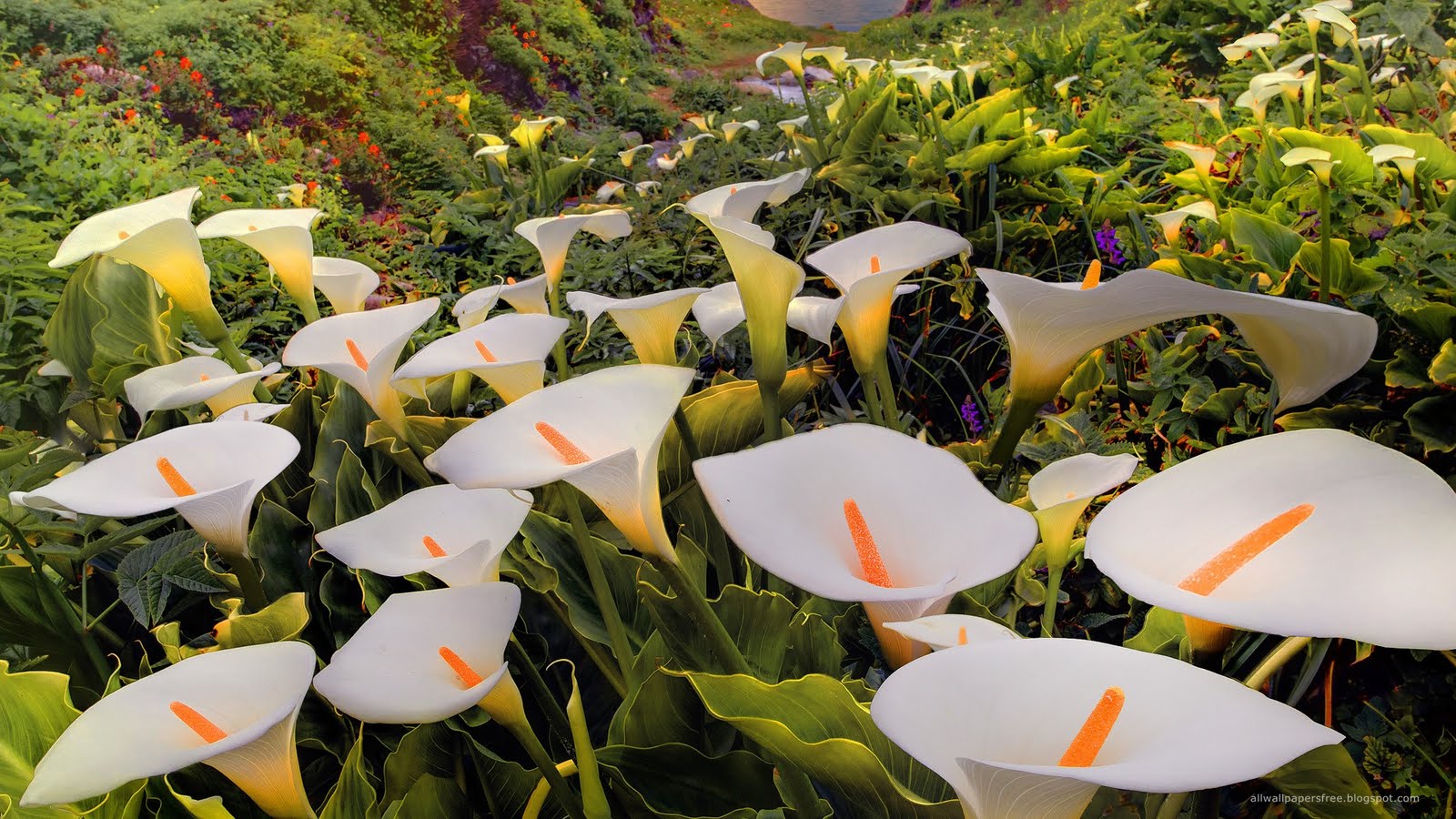 Jaspreet Rekhi: 40 Colorful Flowers Wallpapers Full HD 1080p.rar