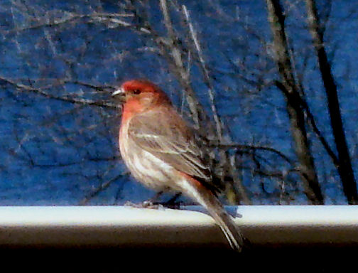[Bird+Closeup+taken+april+2+2008.jpg]