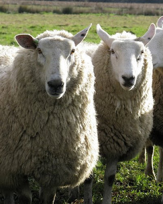 Sweaty Sheep