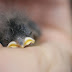 Baby Birds at home / Baby vogeltjes thuis