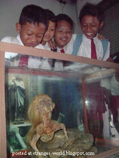 Penemuan Ular Berkepala Manusia Penemuan Ular Berkepala Manusia.serbatujuh.blogspot.com