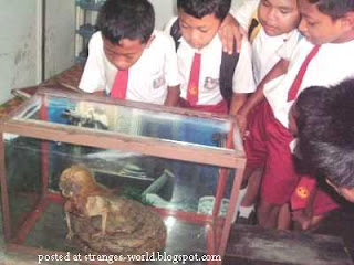 Penemuan Ular Berkepala Manusia Penemuan Ular Berkepala Manusia.serbatujuh.blogspot.com