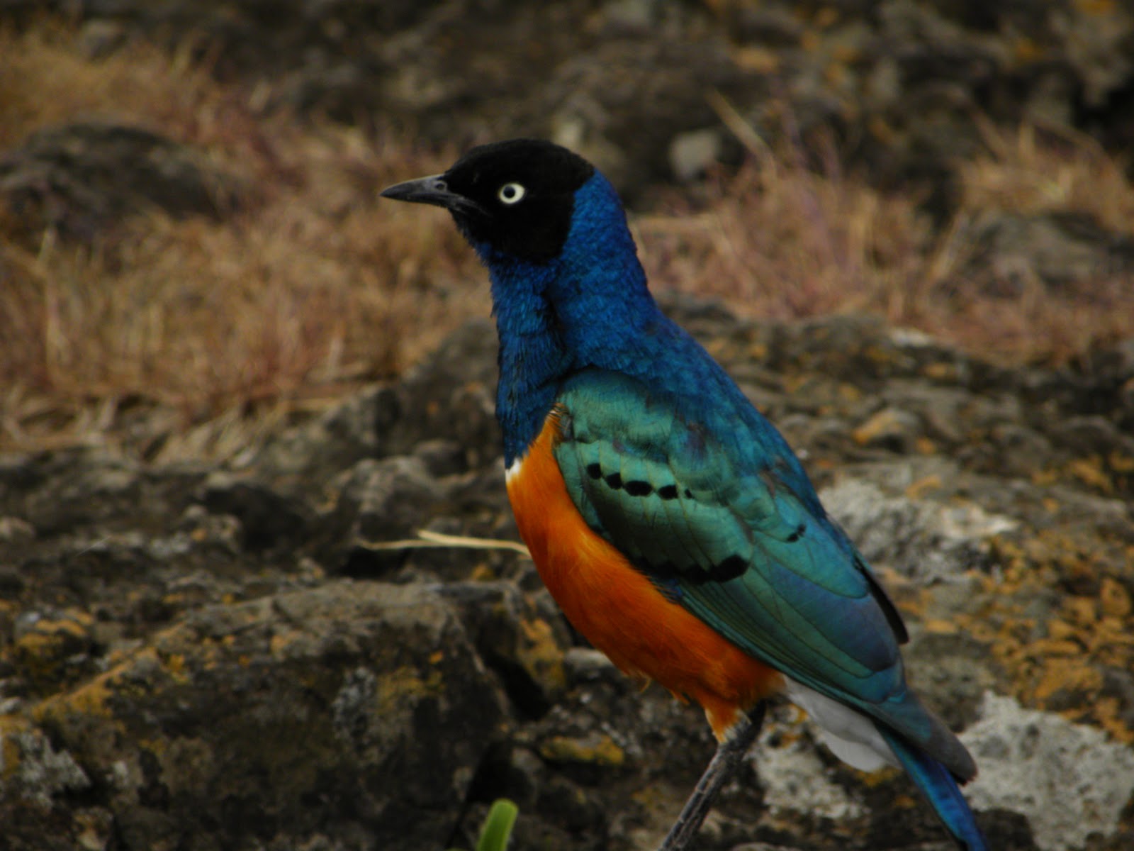 Splendid Starling