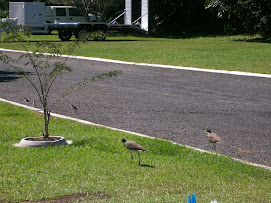 Ma and Pa Plover with their 3 chicks