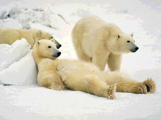 [3-lazy-polar-bears.jpg]