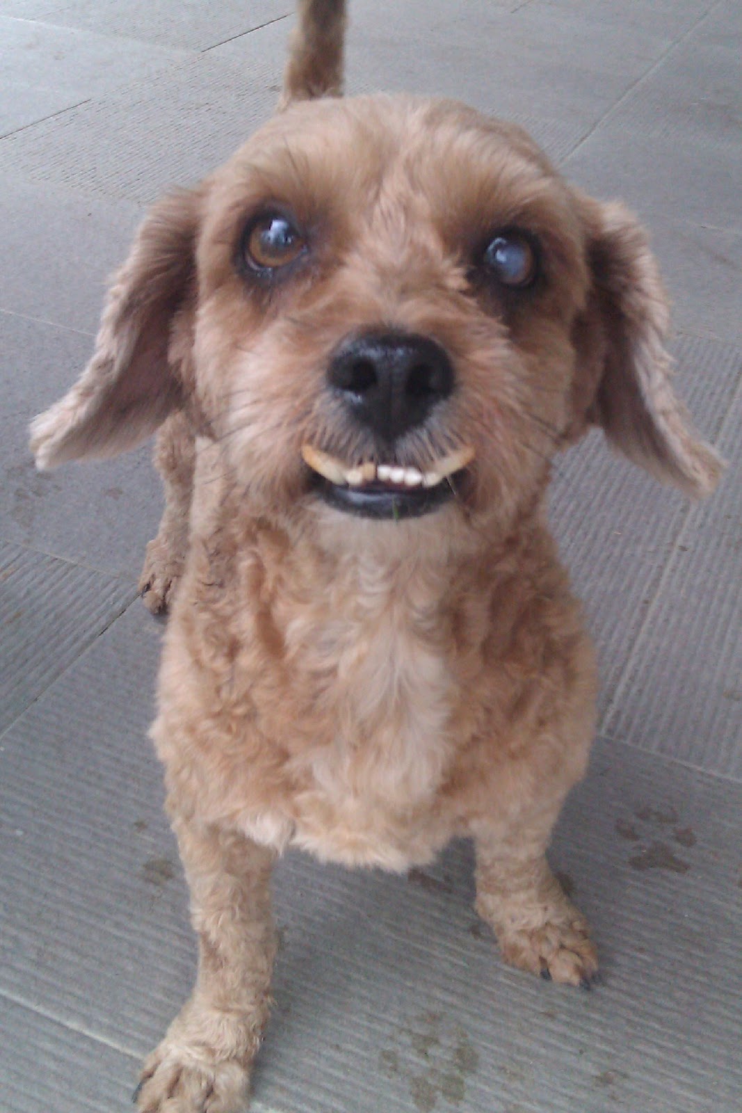 Ah Lian Ah Beng My New Dog Brownies