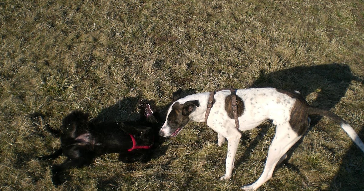 PETAs Dog Blog Botulismus echte Gefahr oder doch bloß Spinnerei?
