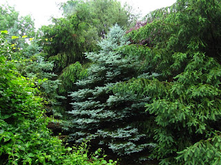 Viewing nature with Eileen: My backyard birds and their habitat