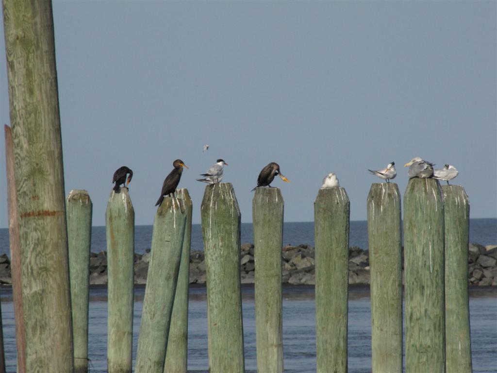 Viewing nature with Eileen Birding Delaware's shore